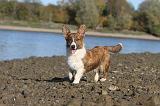 CORGI CARDIGAN 240